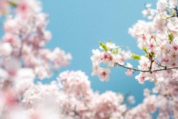 早樱迎春 暖风醉人 尼康携手日本国家旅游局推出限时赏樱主题活动